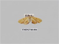 藏品(尺蛾296)的圖片